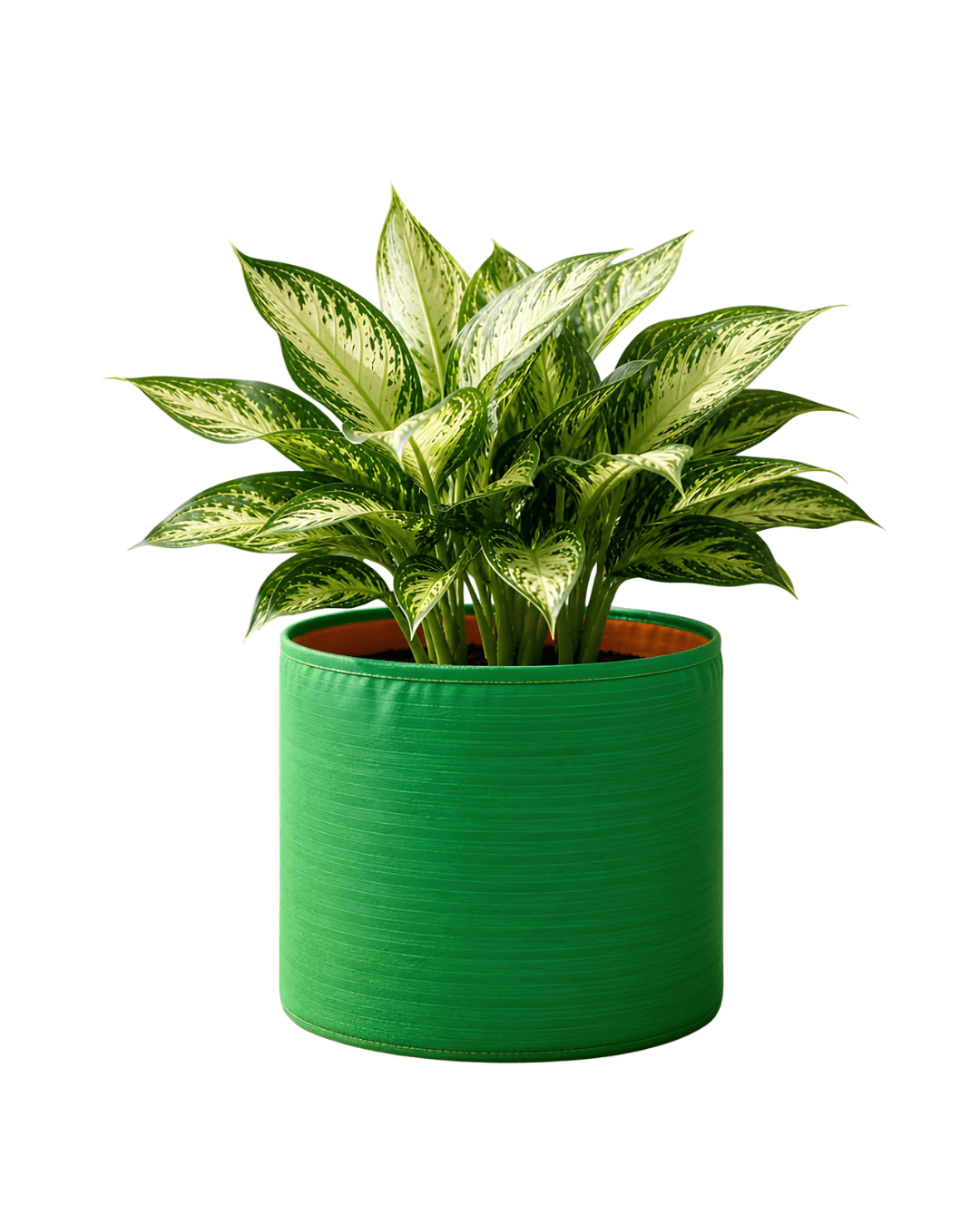 Grow Bags – photo 4